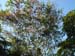 Parakeets