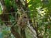 Bird's Nest