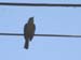 Kiskadee