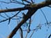 Social Flycatcher