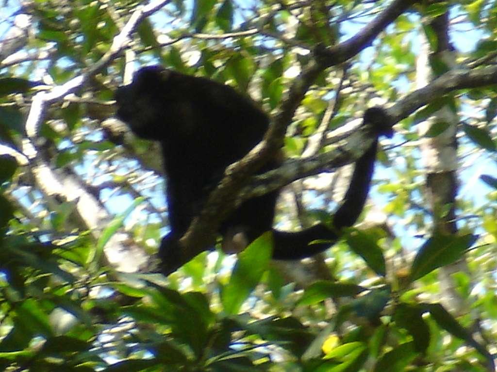 Howler Monkey