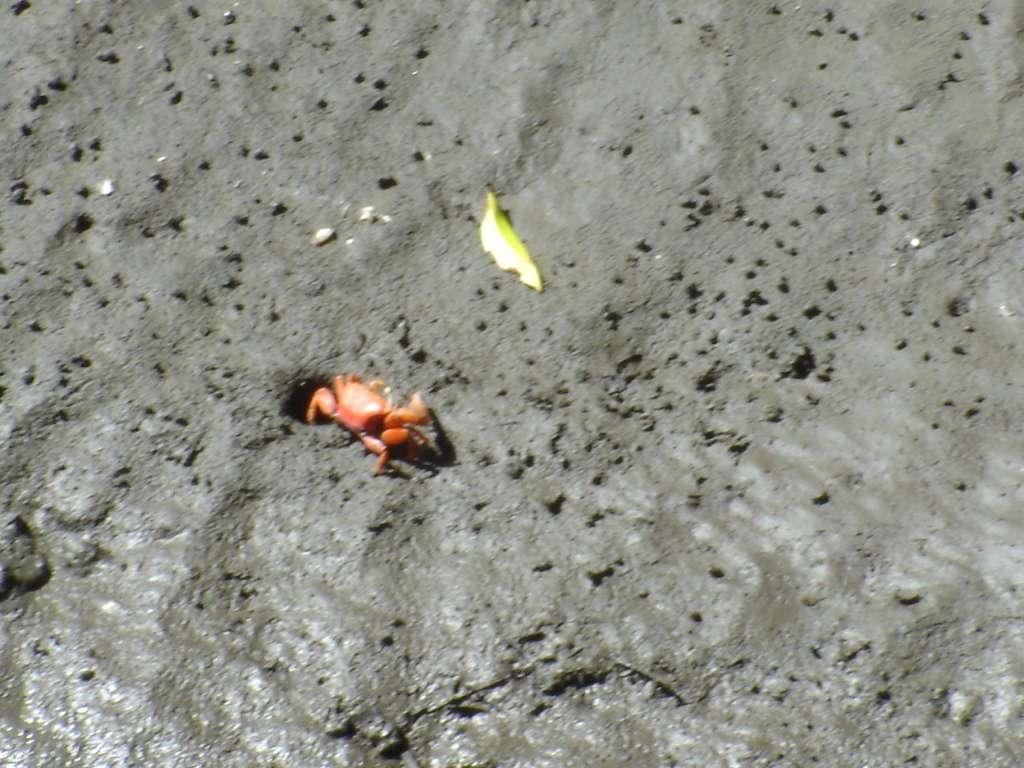 Little Crabs