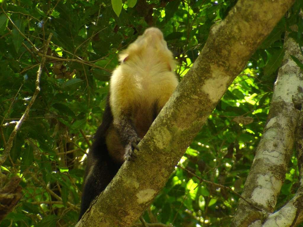 Another Monkey