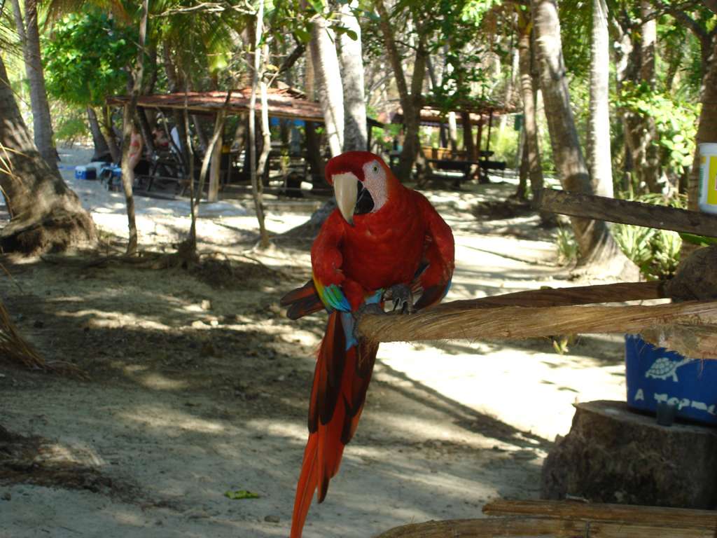 Scarlet Macaw