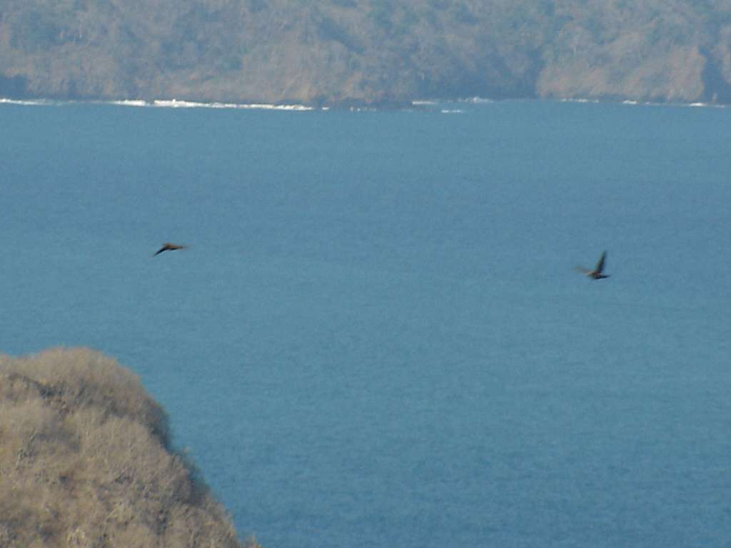 Amazons Flying
