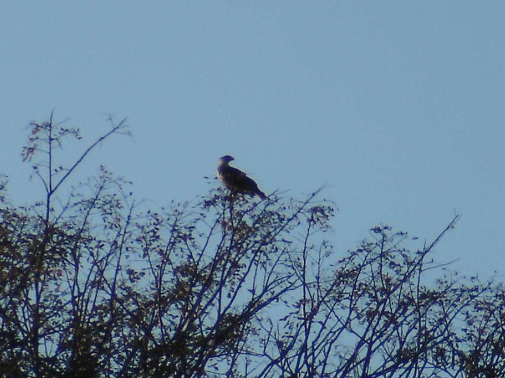 Crested Caracara