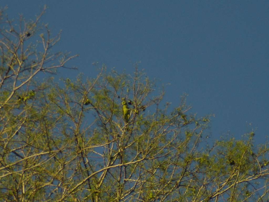 Find the Bird
