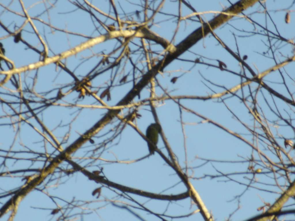 White-fronted Amazon