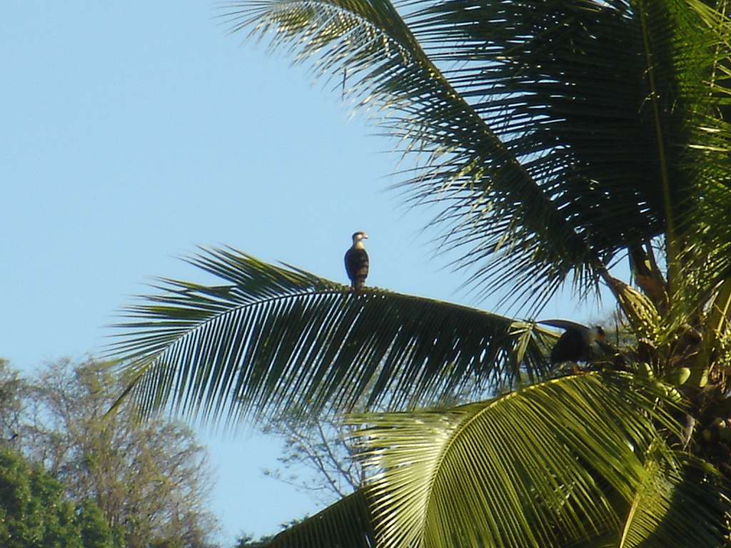 Caracara in a Palm