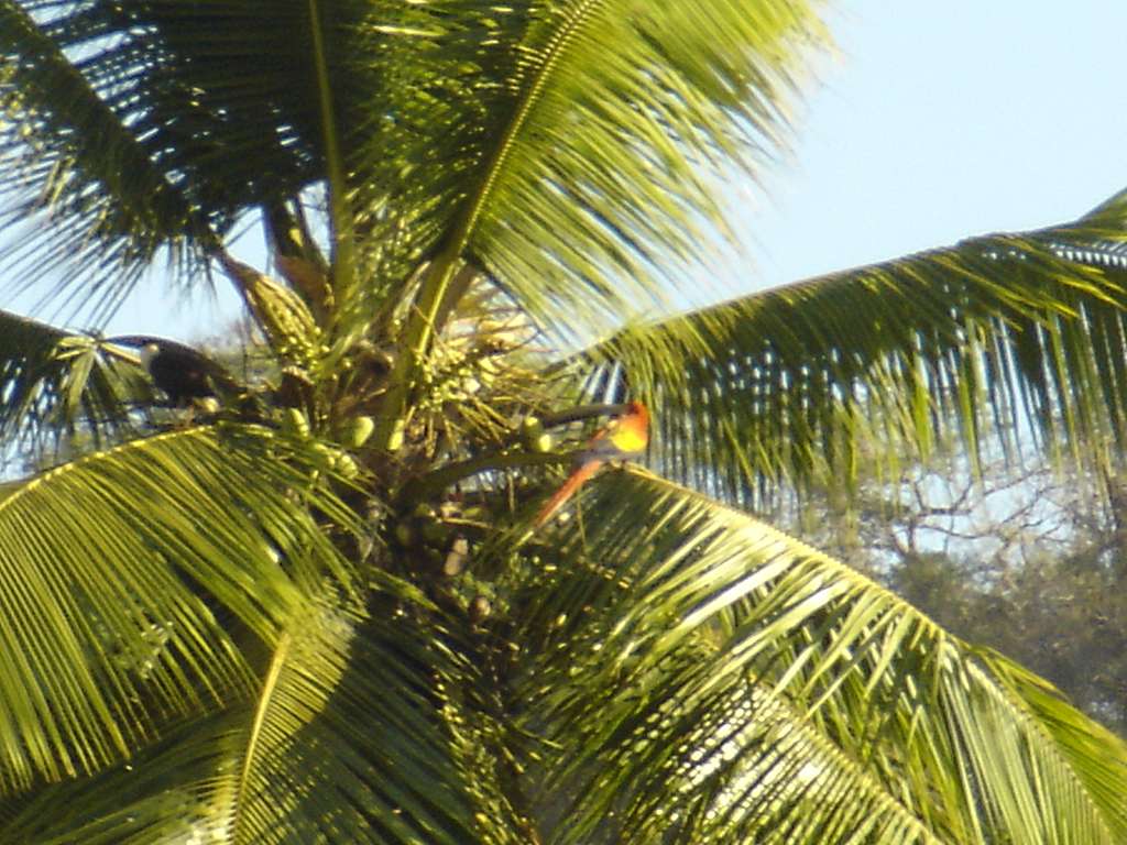 Scarlet Macaw in a Palm