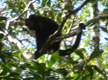 Howler Monkey