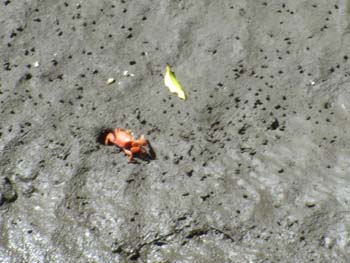 Little Crabs