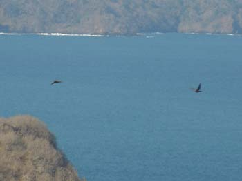 Amazons Flying