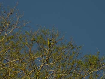 Find the Bird