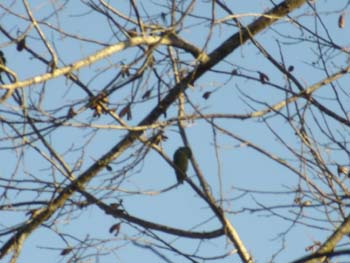 White-fronted Amazon