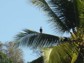 Caracara in a Palm