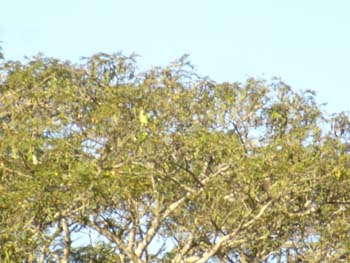 Hiding Bird