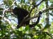 Howler Monkey