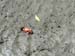 Little Crabs