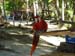 Scarlet Macaw
