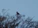 Crested Caracara