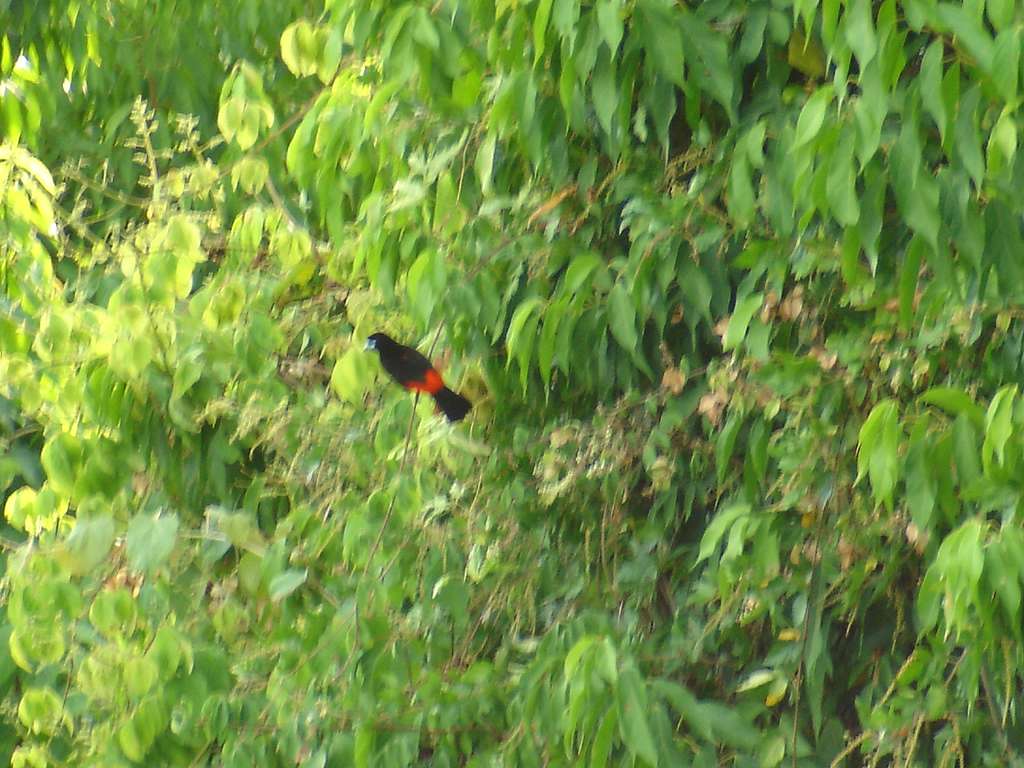 Scarlet-Rumped Tanager