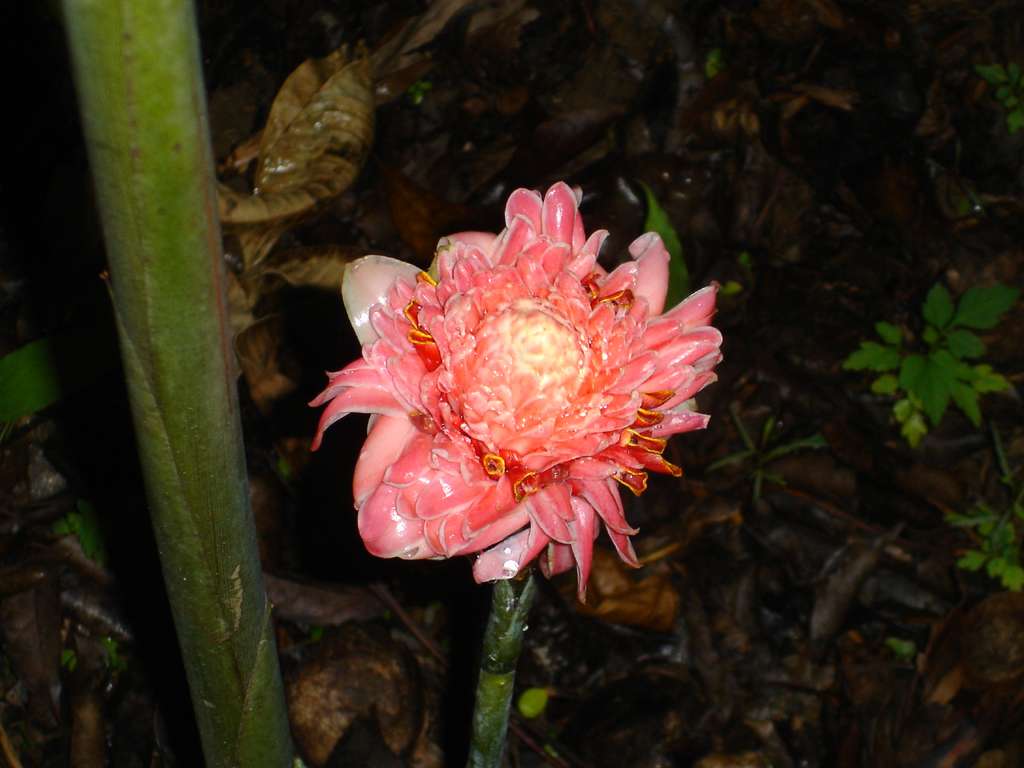 Tropical Flower