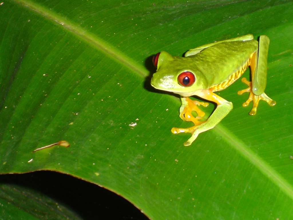 Red-Eyed Tree Frog
