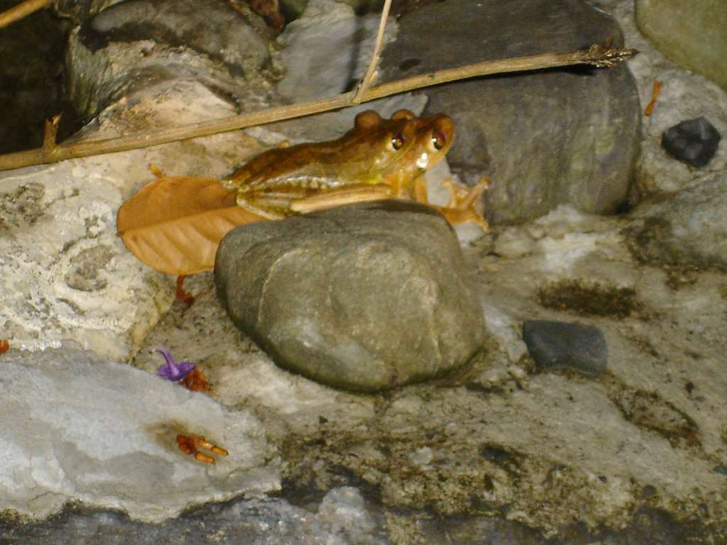 Golden Toads