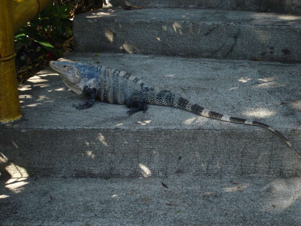 Large Iguana