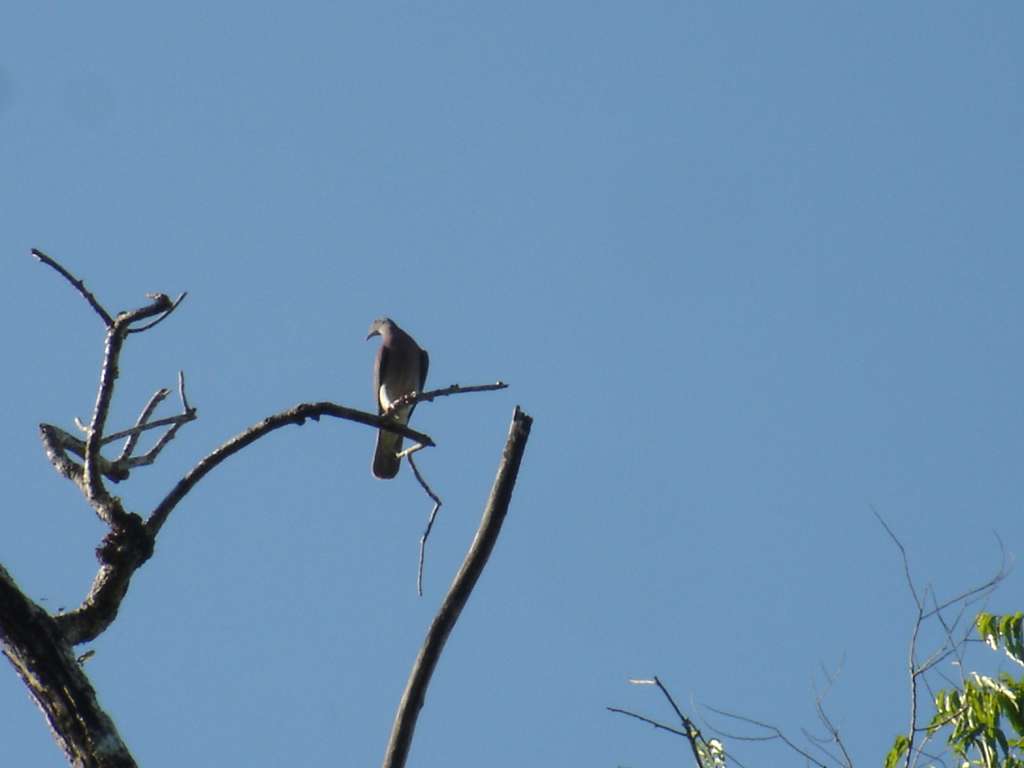 Short-Billed Pigeon