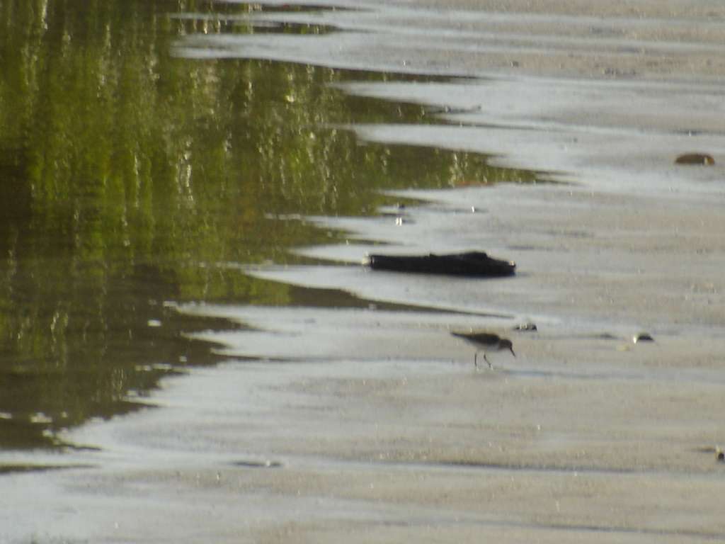 Wading Bird 