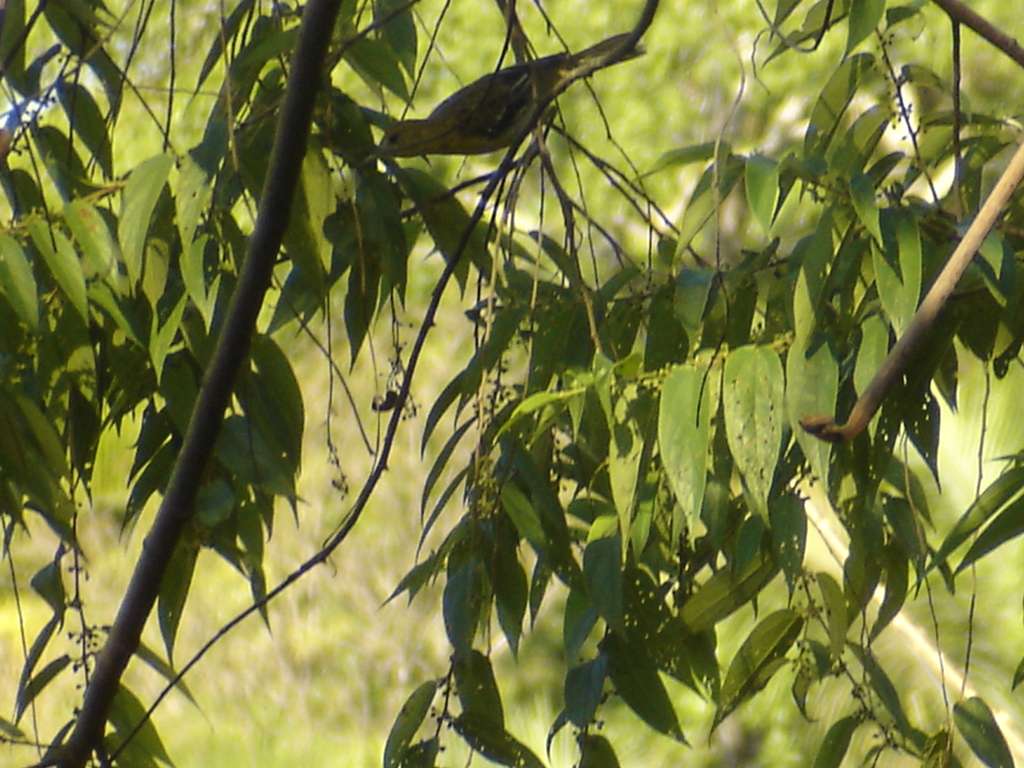 Female Tanager