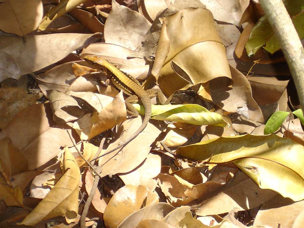Lizard