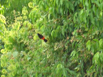 Scarlet-Rumped Tanager