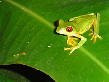 Red-Eyed Tree Frog