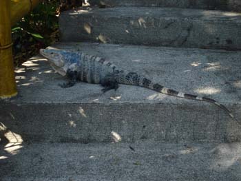 Large Iguana