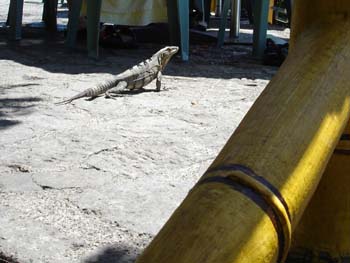 Small Iguana