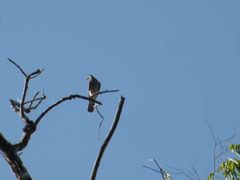 Short-Billed Pigeon