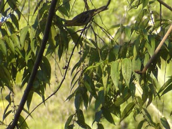 Female Tanager