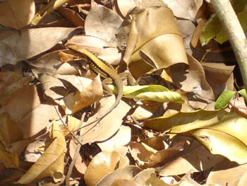 Lizard