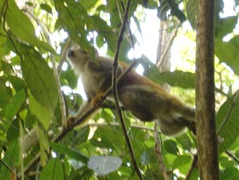 Titi Monkey