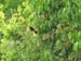 Scarlet-Rumped Tanager