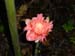 Tropical Flower