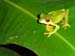 Red-Eyed Tree Frog