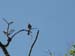 Short-Billed Pigeon