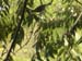Female Tanager