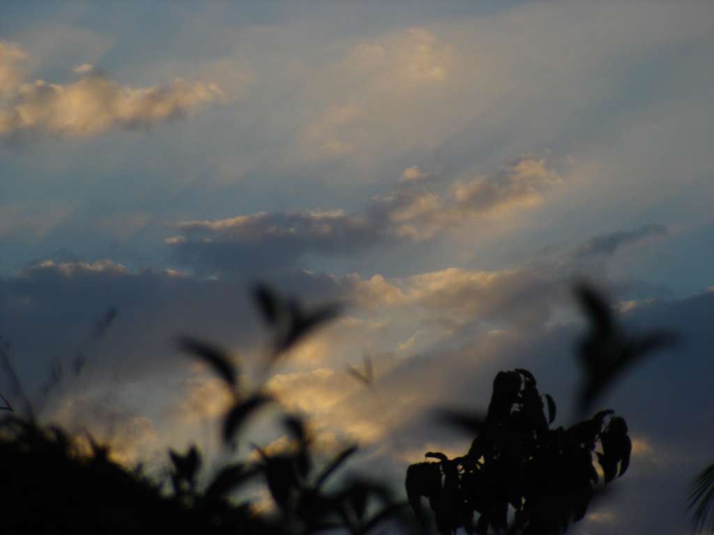 Jungle Sky
