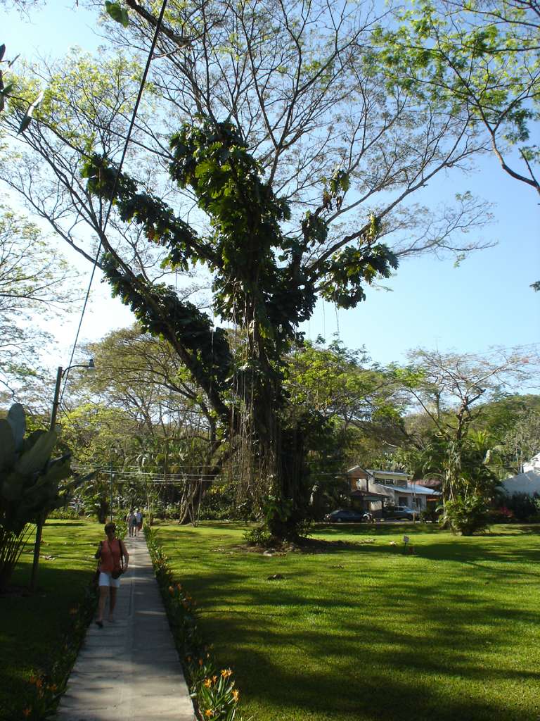 Big Tree