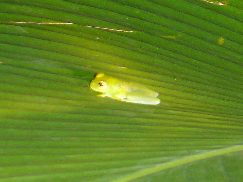 Glass Frog